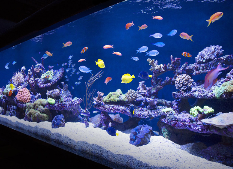 魚缸水質(zhì)檢測有哪些項(xiàng)目？