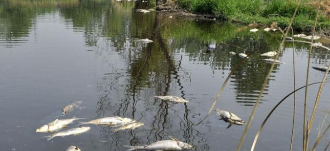?水質酸度過高：水產養(yǎng)殖的隱形殺手